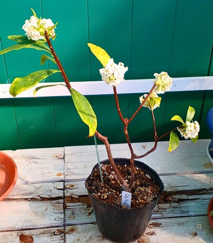 Amazon｜白花沈丁花ジンチョウゲ3〜4年株 鉢ごと 岡山産｜観葉植物
